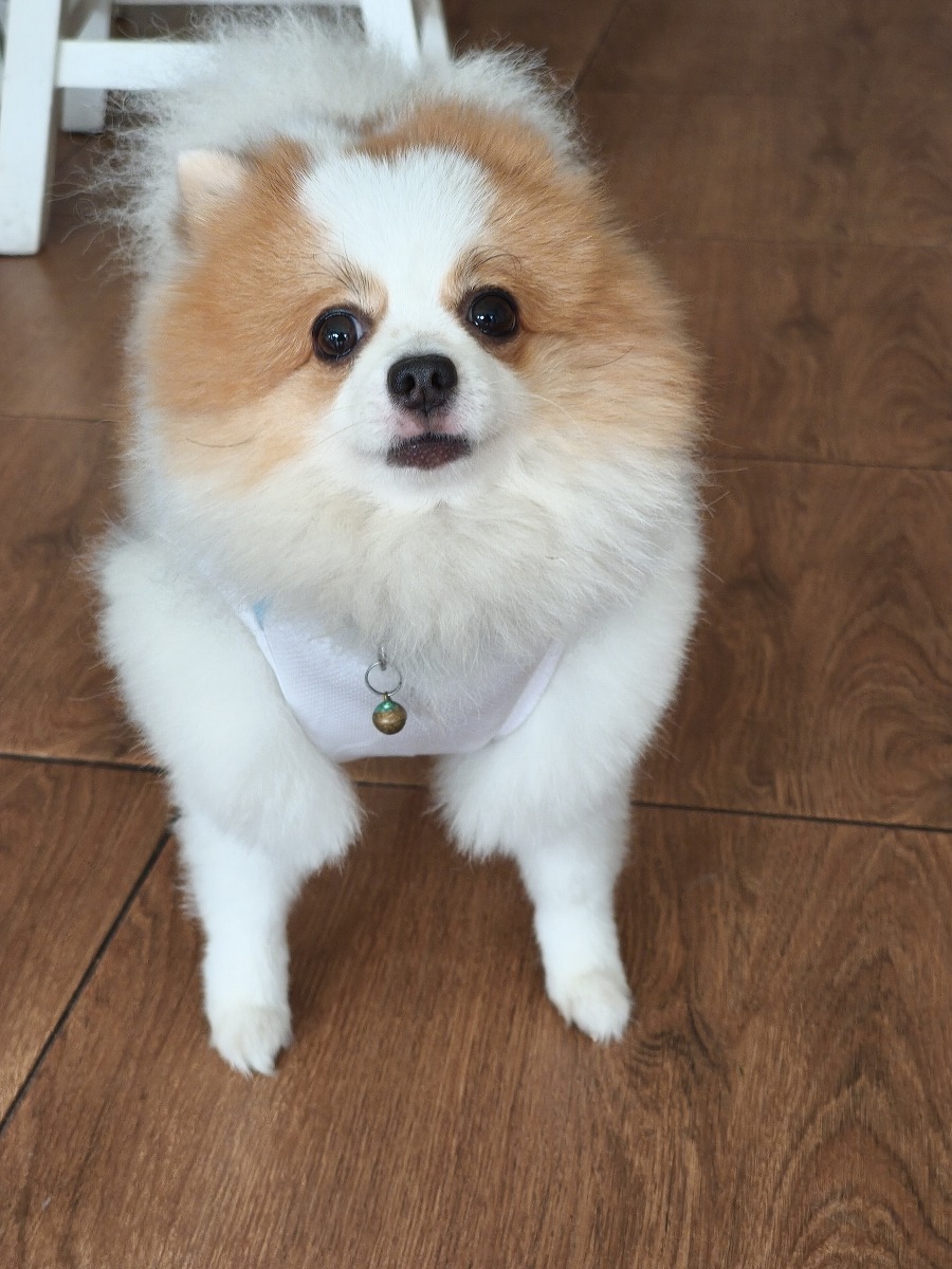 犬とウサギがいるカフェ