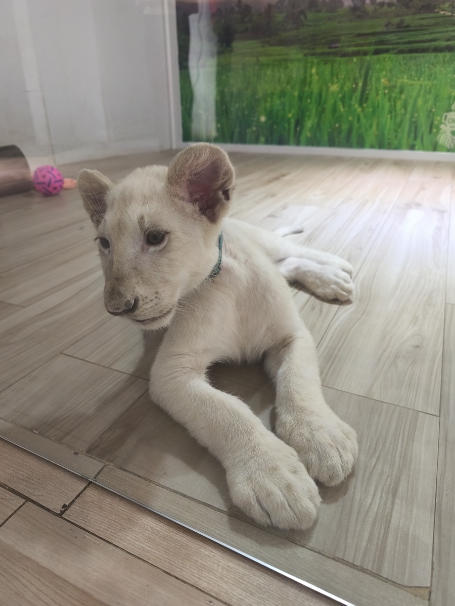 ライオンカフェでライオン見てきた。Lion world café