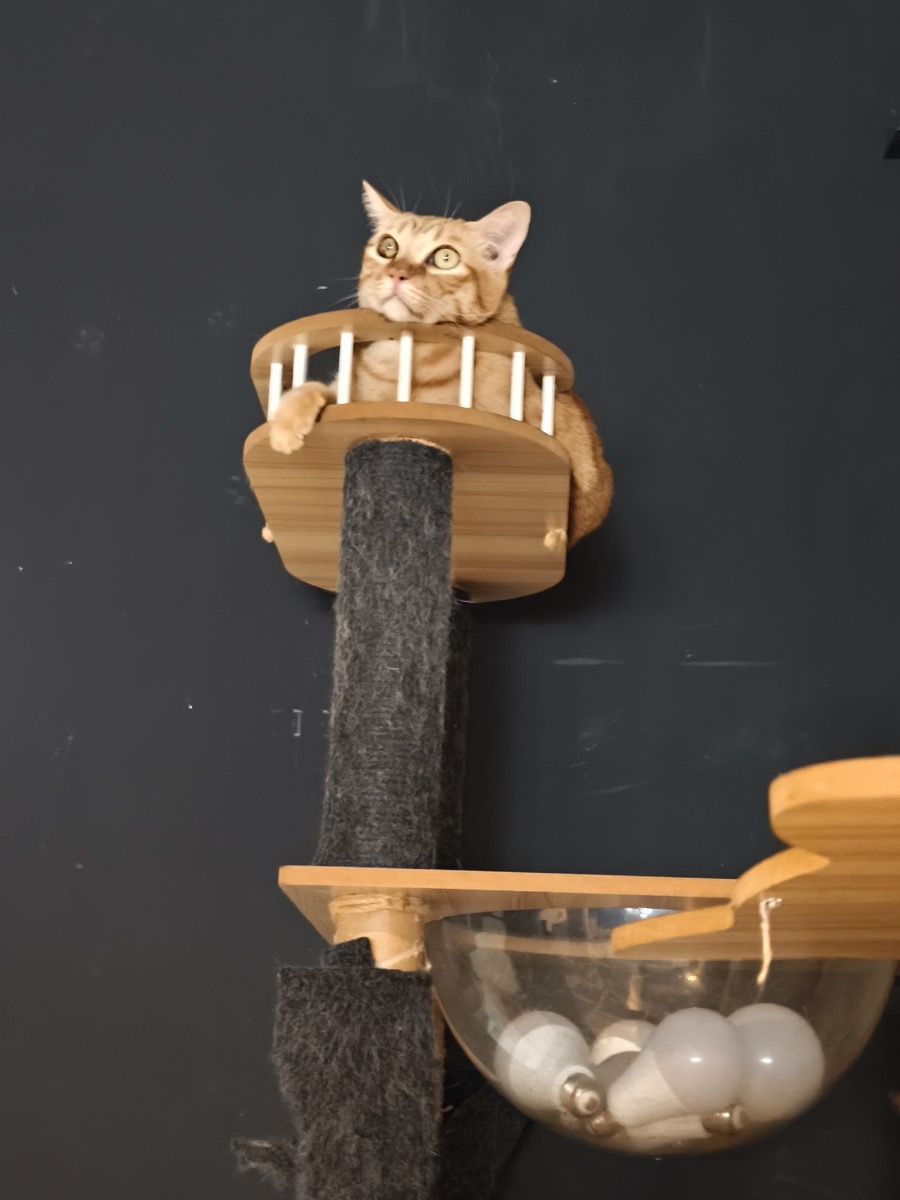 「ほろ酔い猫カフェ」でサッカー観戦